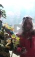 aosta tarbh - hd